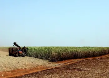 plantacao de soja soja agricultura1103209901