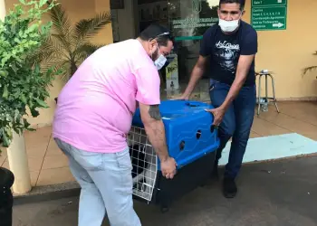 Servico de castracao animal ganha folego em Castilho INTERNA3