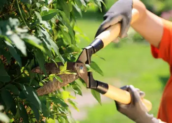 curso de podadores