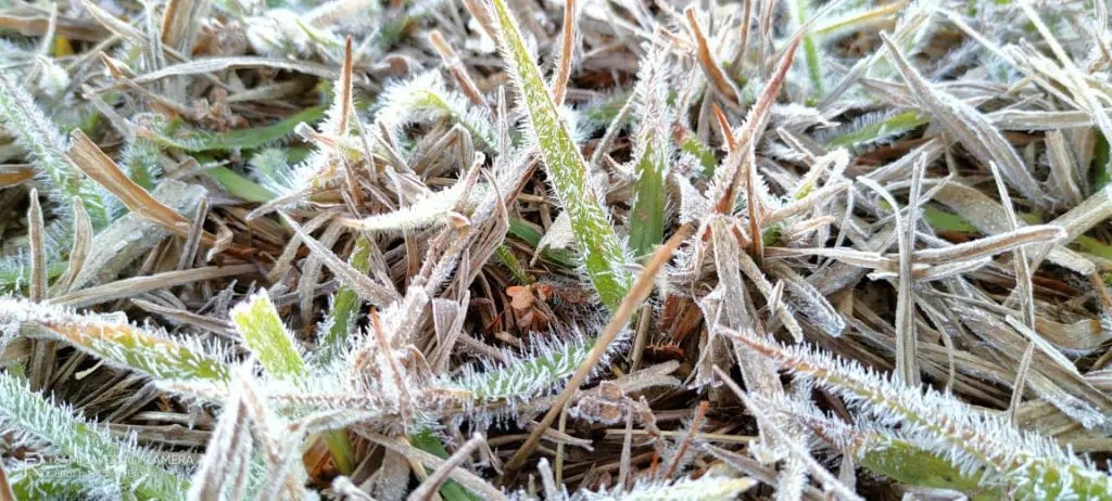 Frio: Camada de gelo encobriu área de pastagem na Rodovia Senador Teotônio Vilela, que liga Araçatuba a Birigui