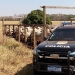 vacas policia