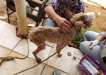 Homem é preso por maus-tratos a cães em Valparaíso