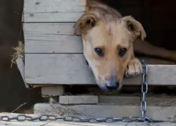 cachorro acorrentado