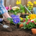 Gardeners hands planting flowers in pot with dirt or soil at back yard