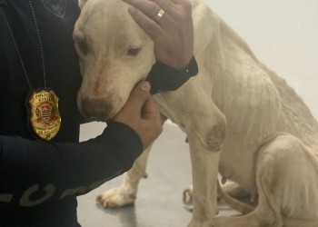 Cachorra da raça pitbull sendo acalmada por policial civil de Andradina — Foto: Arquivo pessoal