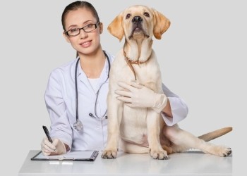 veterinario