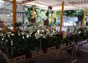 2021 12 07 FEIRA DE ORQUIDEAS DE ARACATUBA 2 600x338 1