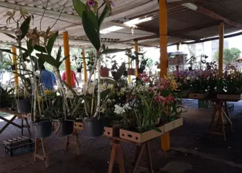 2021 12 07 FEIRA DE ORQUIDEAS DE ARACATUBA 4