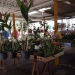 2021 12 07 FEIRA DE ORQUIDEAS DE ARACATUBA 4