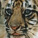 Tigre