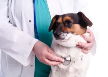 Veterinário com cachorro