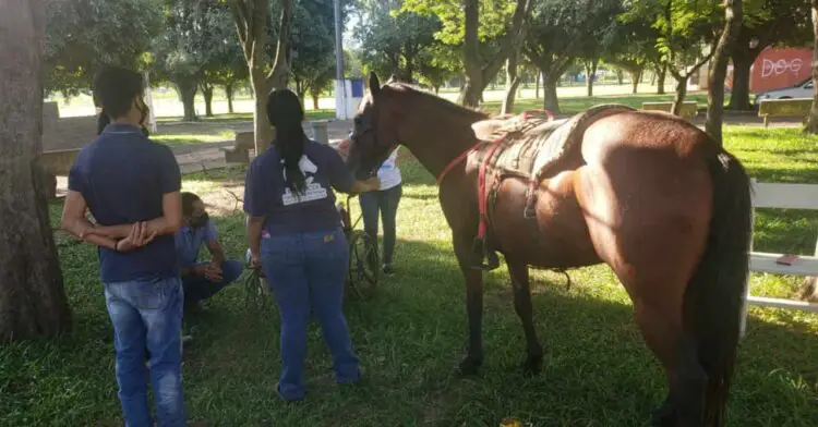 equoterapia guararapes min