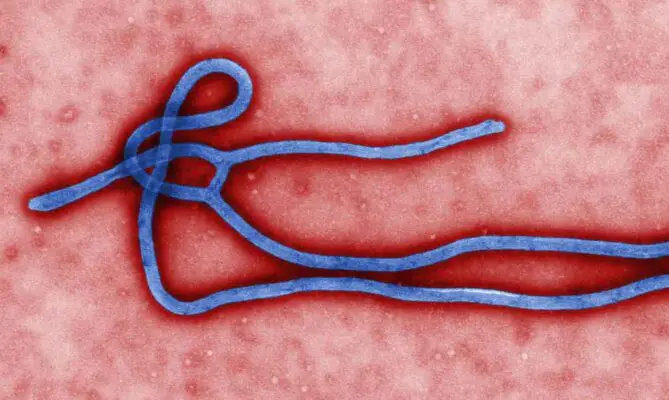 ebola virus virion