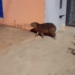 12 capivara