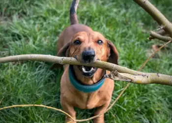 Bosco, o Rei dos Galhos, carregando um galho de árvore na boca
(Créditos: reprodução/Instagram)