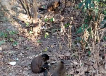 macacos resgatados com sinais de intoxicacao morrem em rio preto 040822 094317 min