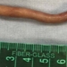 A "cauda" identificada tinha cerca de 6 cm de comprimento - (crédito: Divulgação/Journal of Pediatric Surgery)