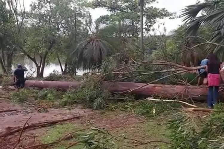 Árvore caiu em parque de Campinas (SP) - Foto: Reprodução