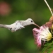 O beija-flor é do gênero Chlorestes de cor branca e foi avistado na Estação Veracel. Não há registro de outro indivíduo com essa mutação em todo o mundo. Crédito da foto: Jailson Souza