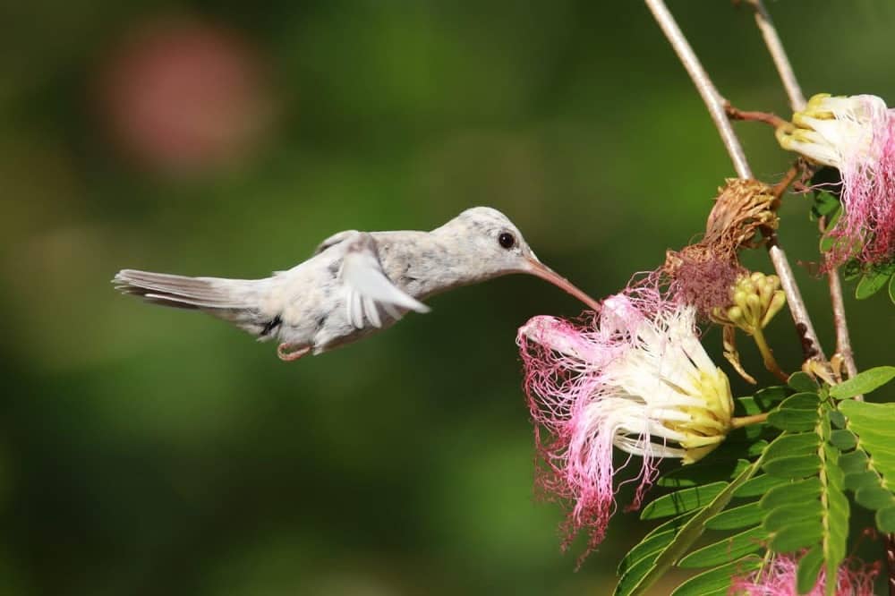 O beija-flor é do gênero Chlorestes de cor branca e foi avistado na Estação Veracel. Não há registro de outro indivíduo com essa mutação em todo o mundo. Crédito da foto: Jailson Souza