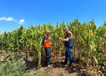 Já são 298 municípios do RS que registraram ou decretaram situação de emergência em razão da escassez de chuvas - Foto: Defesa Civil RS