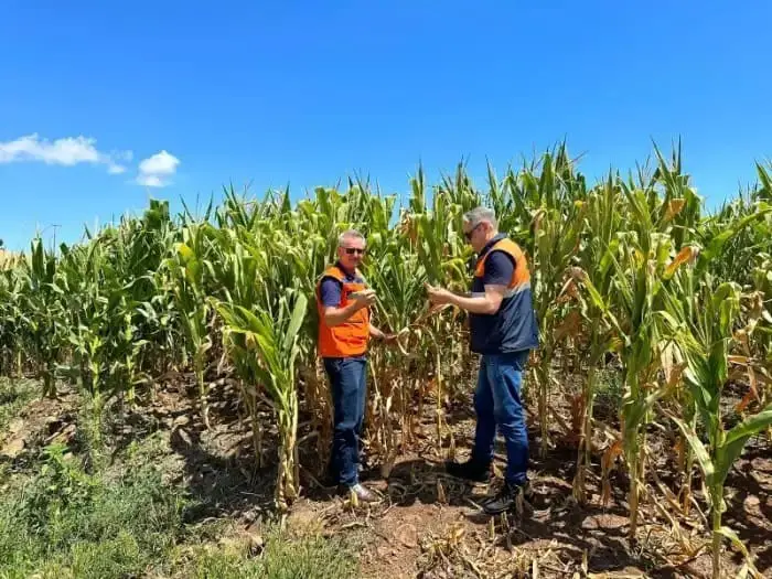 Já são 298 municípios do RS que registraram ou decretaram situação de emergência em razão da escassez de chuvas - Foto: Defesa Civil RS