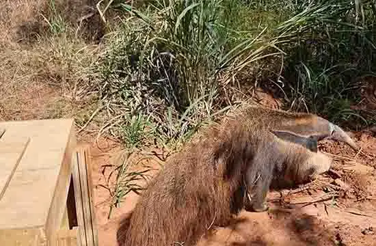 10 tamandua