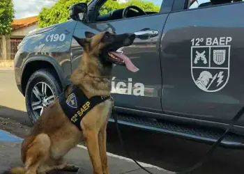 Cão farejador Blade participou da operação