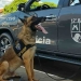 Cão farejador Blade participou da operação