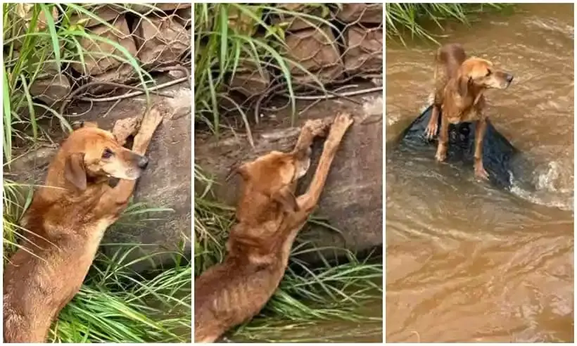 bombeiros salvam cachorro no meio do corrego