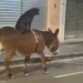 burrinho lazaro e cachorra neguinha birigui