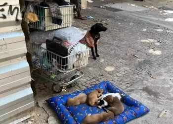 cadela retirada de morador de rua