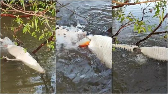 jacare devorado por piranhas