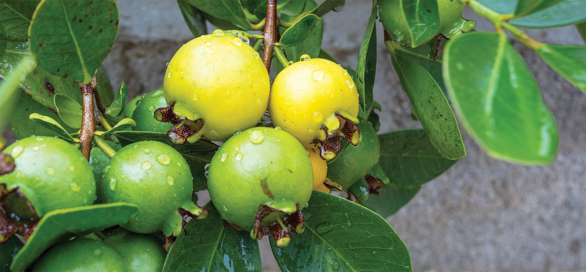 Fruta Araça