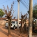 Poda drástica de árvores no bairro Engenheiro Taveira