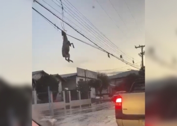 ovelha pendurada em fiacao rs