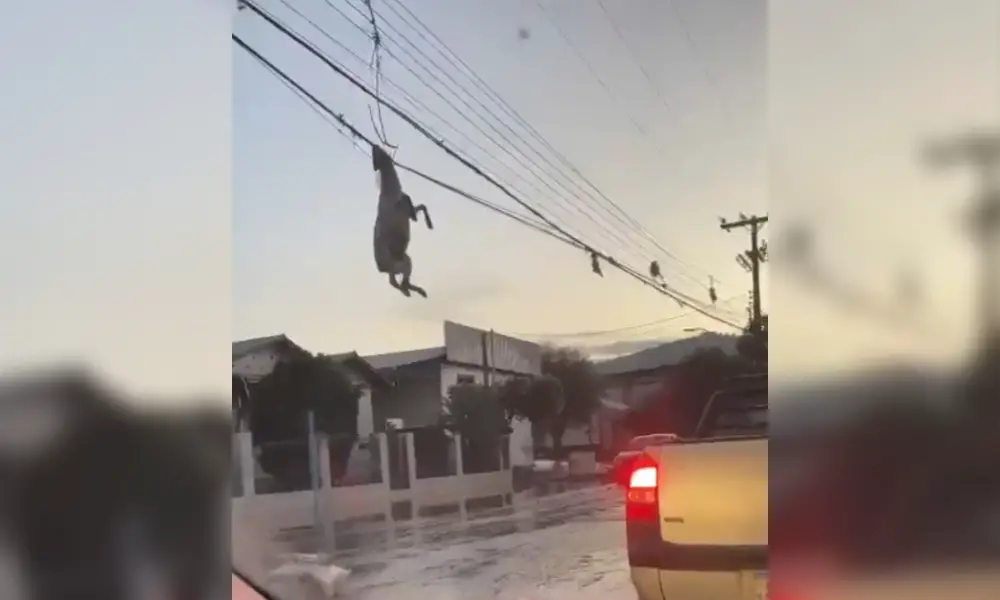 ovelha pendurada em fiacao rs