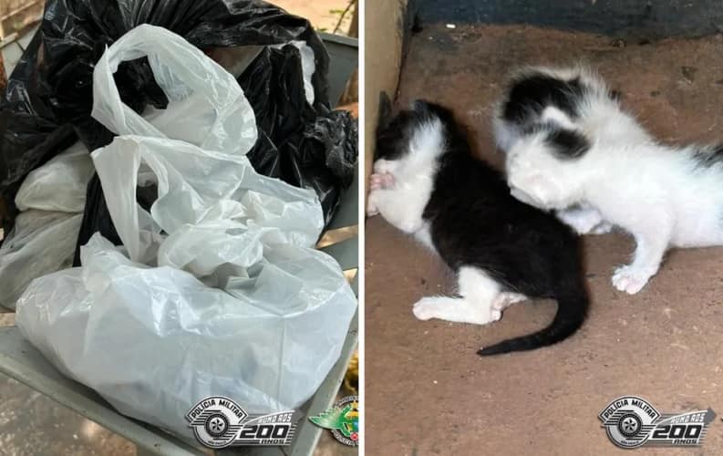 Filhotes de gato abandonados em saco de lixo são resgatados pela polícia em São Francisco (SP) — Foto: Polícia Ambiental/Divulgação
