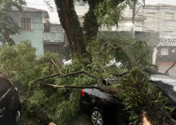 queda de arvore em sp