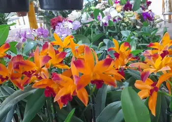 FEIRA DE ORQUIDEAS DE ARACATUBA