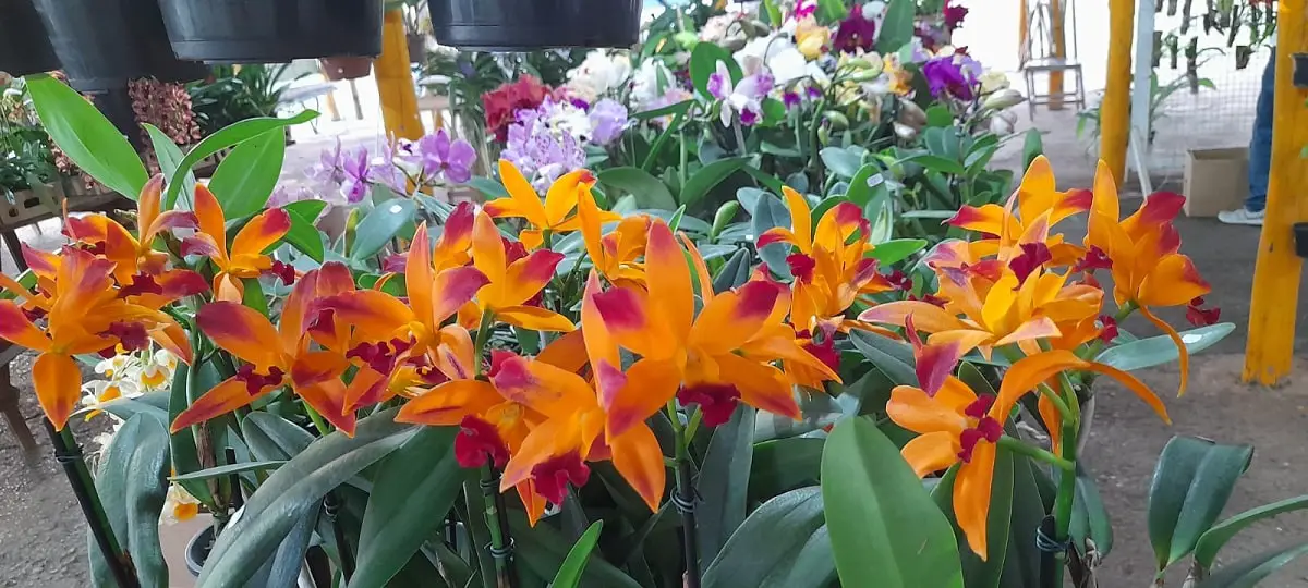 FEIRA DE ORQUIDEAS DE ARACATUBA