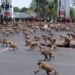 gangue de macacos na tailandia