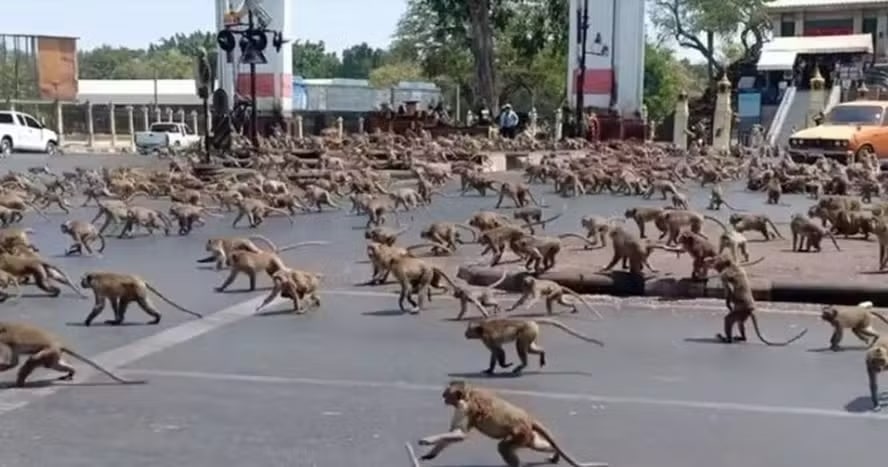 gangue de macacos na tailandia