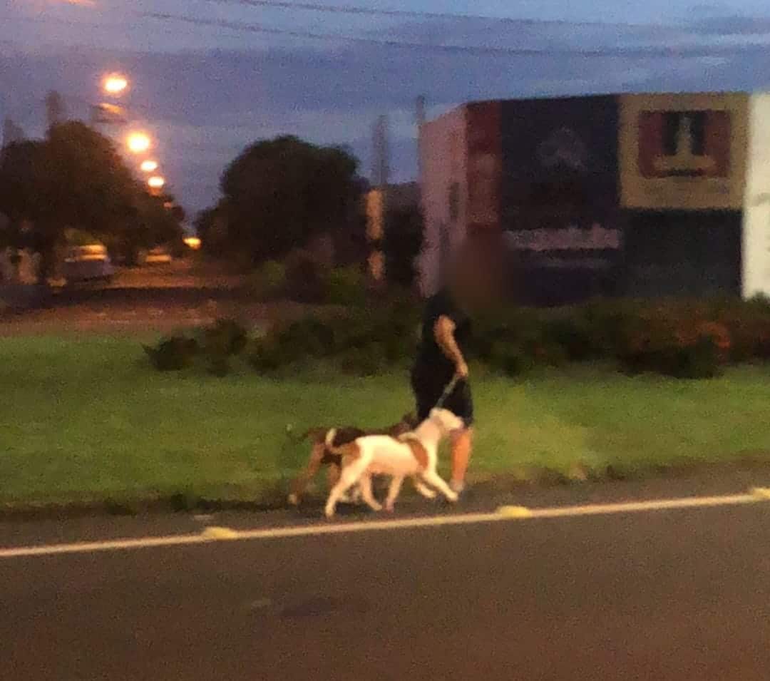 No Concórdia, é comum se deparar com animais sem focinheira