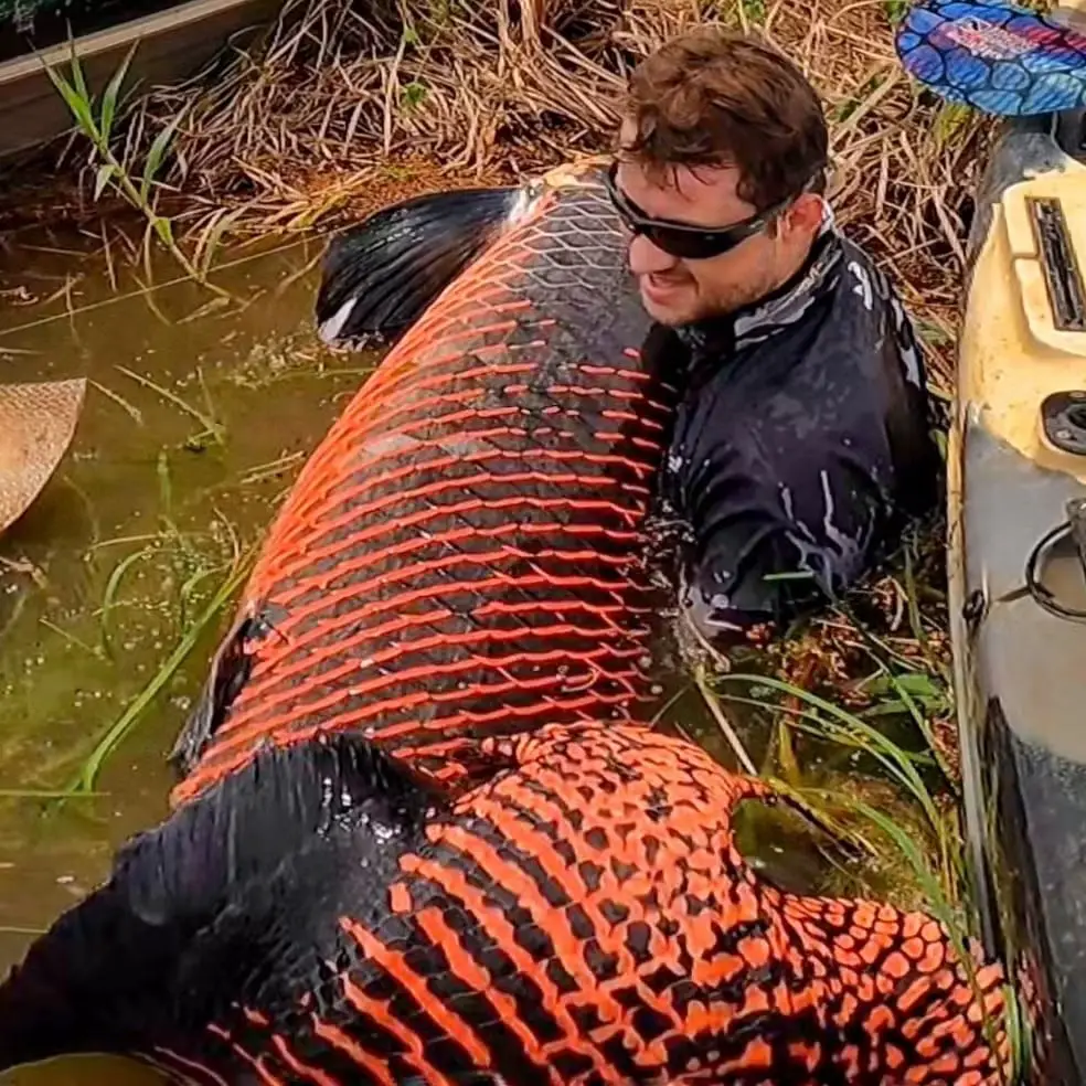 piraracu gigante em porto velho