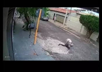 ataque de pit bull em bauru