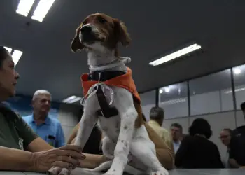 O mascote da campanha, o cãozinho Caramelo, recebeu a coleira que previne contra a leishmaniose