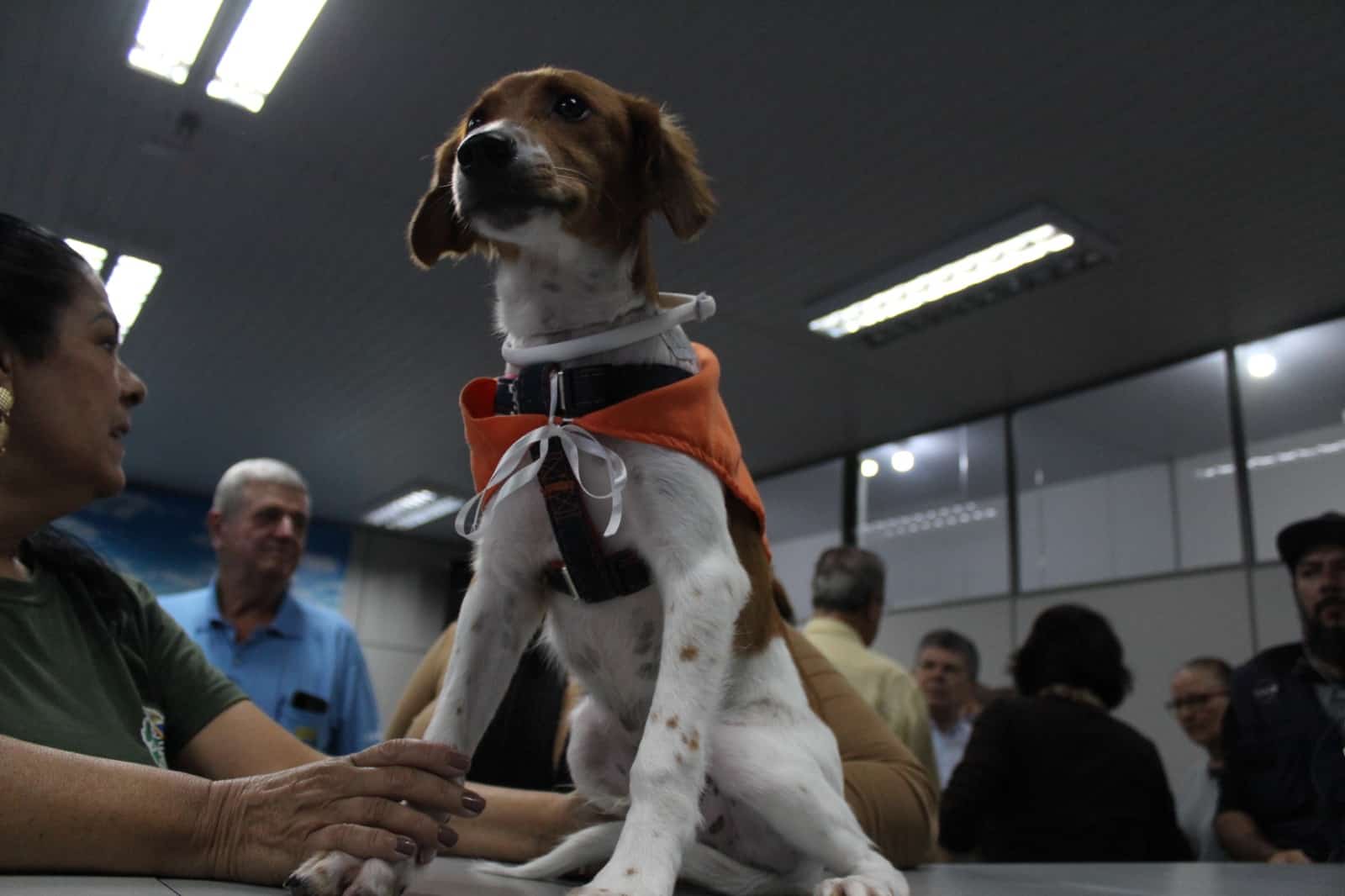 O mascote da campanha, o cãozinho Caramelo, recebeu a coleira que previne contra a leishmaniose