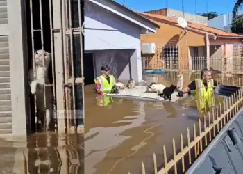 resgate de gatos em canoas