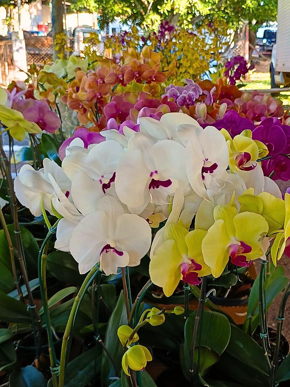 2024 06 05 FEIRA DE ORQUIDEAS DE ARACATUBA 1